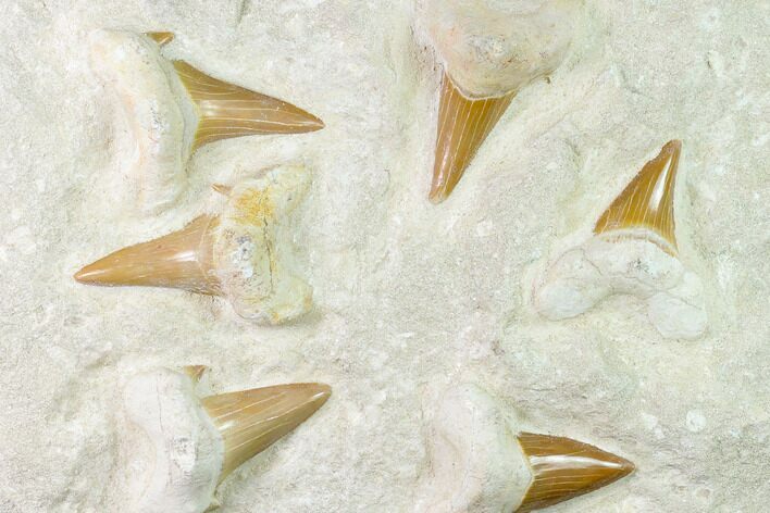Fossil Mackeral Shark (Otodus) Teeth - Composite Plate #138512